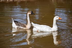 White goose Lucy with her new companion a Chinese Goose at Townend Pond in Stillington.