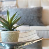 Aloe vera is one of the country's most popular house plants.