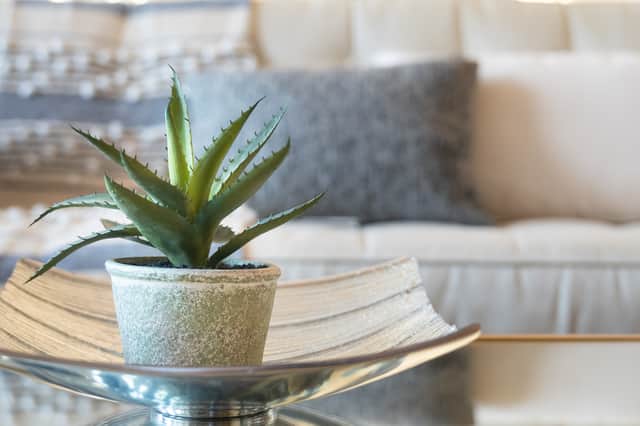 Aloe vera is one of the country's most popular house plants.