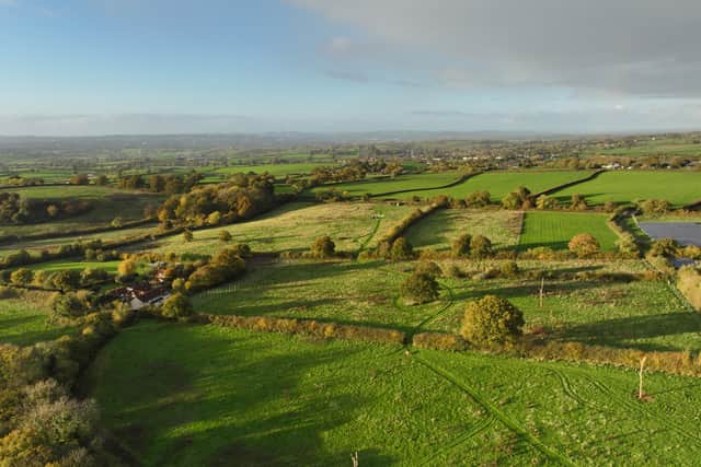 The Franken-trees have been tactically planted in the flight path of sparrowhawks and owls