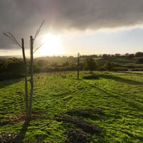 A few of the experimental 'Frankenstein trees' at Yonder Wood