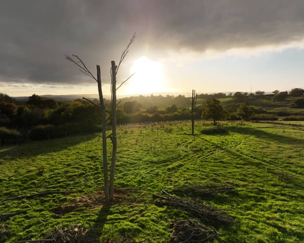 A few of the experimental 'Frankenstein trees' at Yonder Wood