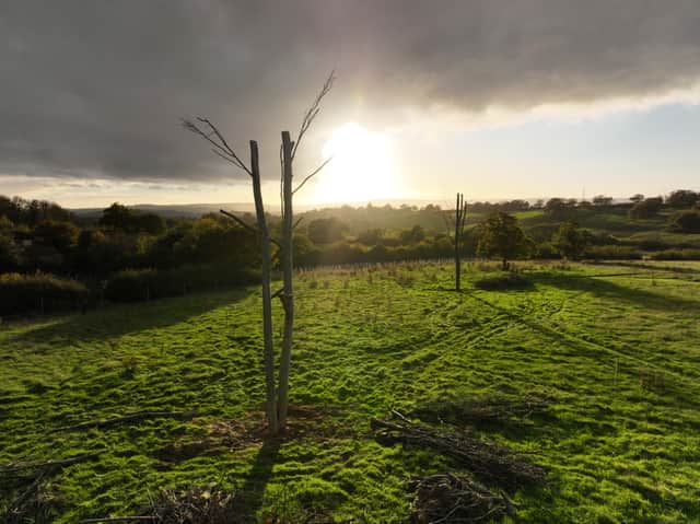 A few of the experimental 'Frankenstein trees' at Yonder Wood