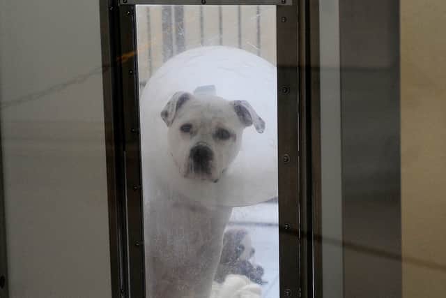 On the way to recovery, just one of the dogs at the centre in Leeds.