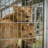 An adorable trio of young lions were spotted playing with each other for the first time after being rescued from war-torn Ukraine