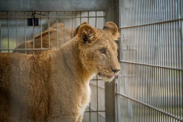An adorable trio of young lions were spotted playing with each other for the first time after being rescued from war-torn Ukraine