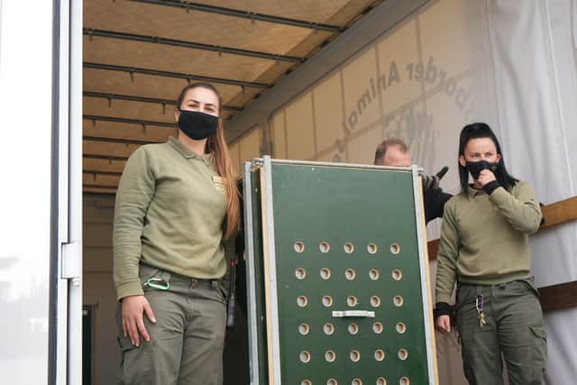Rangers watched tearfully as the charming cubs, who have been rehomed at Yorkshire Wildlife Park, chased a ball together and enjoyed their new environment