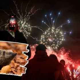 At-home bonfires can accidentally kill hedgehogs, while noisy fireworks displays can disturb birds