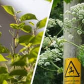 Japanese knotweed (left) and giant hogweed can both cause you big problems