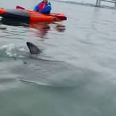 A curious dolphin swims around a group of kayakers 