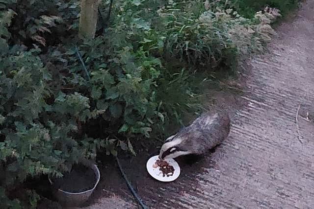 A badger photographed in Leeds