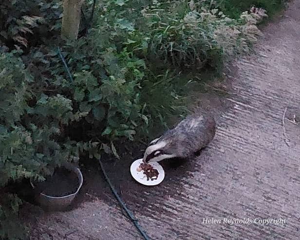 A badger photographed in Leeds