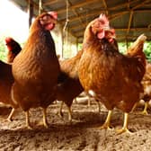 All poultry in England must be kept inside to limit further outbreaks, and keepers have to follow strict biosecurity rules