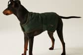 It's a perfect time to stock up your doggie wardrobe