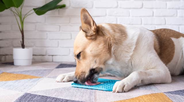 Two-thirds of Brits (66%) said they’d write a note for their dog if they could read.