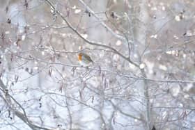 A Robin perches on an icy tree  as snow and ice warnings have come into force across the UK. The Met Office said the wintry weather "could create some particularly tricky travel conditions"  Picture date: Wednesday November 19, 2025.