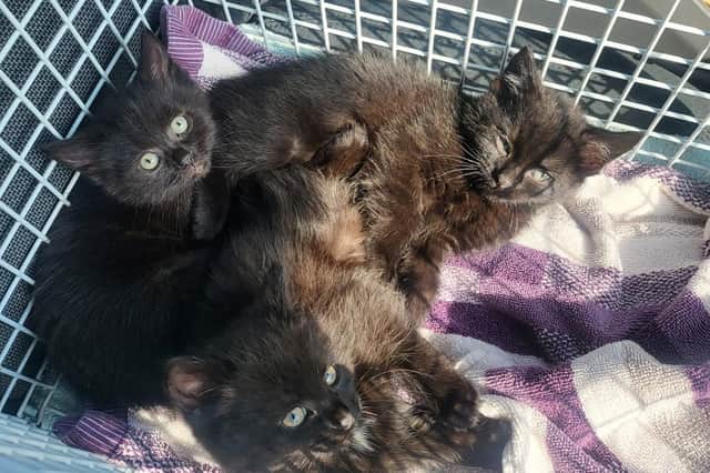Rigatoni, Penne, and Macaroni were dumped by the road side in West Yorkshire before being rehomed.  