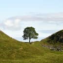 Sycamore Gap tree before it was felled
