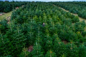 The Arium have been selling Stockeld trees since 2018, making sure that people in Leeds have easy access to high-quality Christmas trees that are grown locally.  