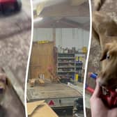 Video grab as an electrician has his "best friend" and family dog help him out by retrieving tools whilst he is working. Jenson Smith, 23, from Yorkshire, filmed the clever pup sprinting across the room to grab a pair of snips the moment he was asked, delivering them straight into his hands with tail-wagging pride