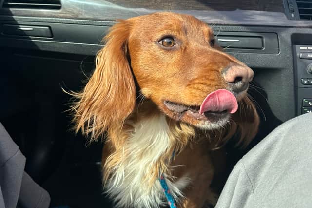 Koda the cocker spaniel