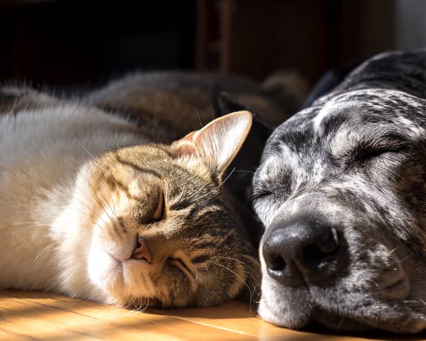 A predictable feeding routine keeps pets settled and stress free, which is why so many owners are turning to automatic deliveries.