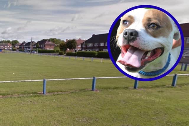 Dog that attacked woman in a park given stay of execution