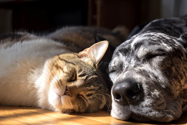 Happy pets are a delight to be around