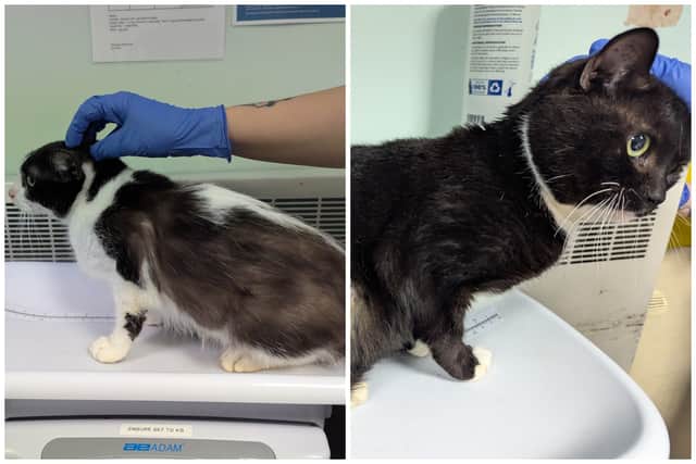 The two cat brothers, Shadow and Stitch, are currently looking for a new home together.