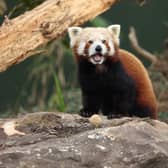 77 per cent of grown-ups admit they have been posed an animal question from their child they didn’t know the answer to.