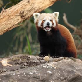 77 per cent of grown-ups admit they have been posed an animal question from their child they didn’t know the answer to.