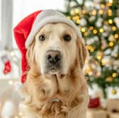 Don’t forget your pets this Christmas: making the season easier with an Animed pet food subscription
