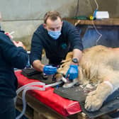 Oleg the lion during a health MOT at Yorkshire Wildlife Park