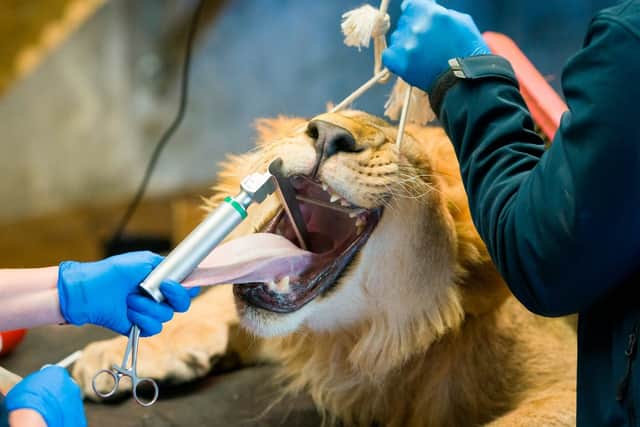 Oleg the lion during a health MOT at Yorkshire Wildlife Park