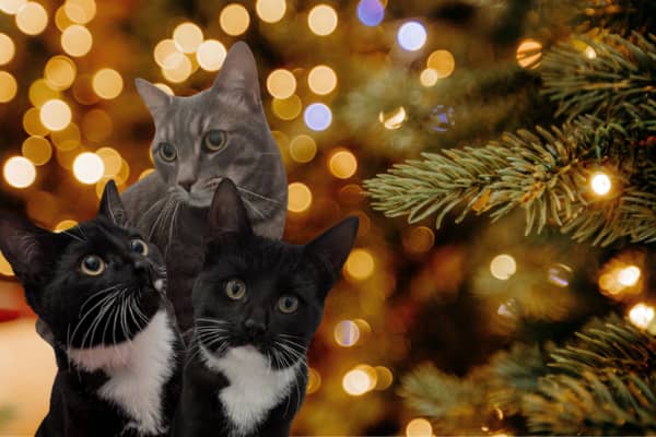 Is there room in your life for one of the cats in need of a forever home from Cats Protection Leeds this New Year?