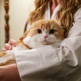 Pets in the home can increase heating costs, but thinking creatively about Winter Fuel Payment can make warmth and comfort go further (Photo: Pexels)