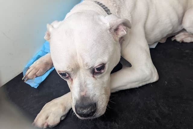 Sasha was taken into the care of the RSPCA but sadly it was decided that her health was so poor that the kindest thing to do was to put her to sleep.
