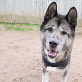 Teddy the 13-year-old stray Akita looking for a new home at Leeds Dogs Trust. 