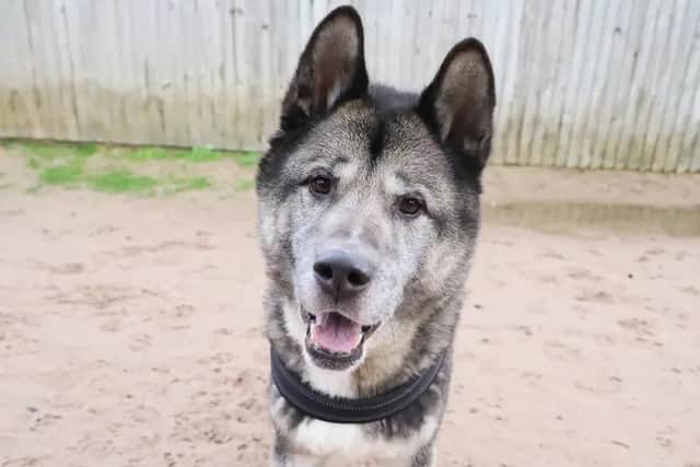 Teddy the 13-year-old Akita