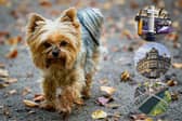Harrogate has been crowned the dog capital of Yorkshire, but only ranks amongst the top three areas in the UK where owners are pampering their beloved pooches.