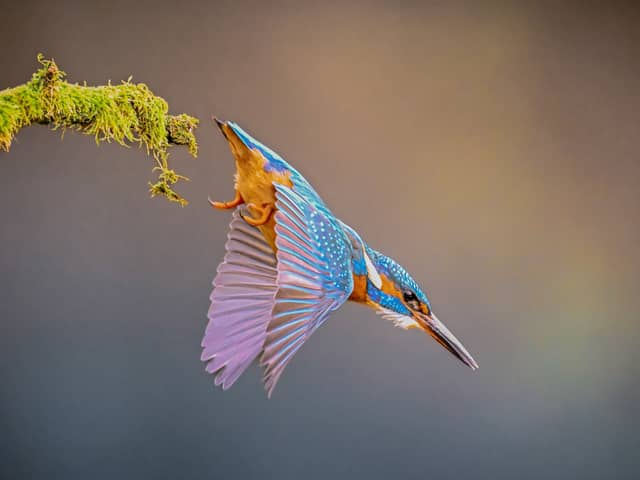 A wildlife photographer captured stunning images of an eye-catching kingfisher on Sunday (Feb 1). David Robertshaw spotted the colourful bird swooping for fish in Brighouse, West Yorkshire.