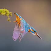 A wildlife photographer captured stunning images of an eye-catching kingfisher on Sunday (Feb 1). David Robertshaw spotted the colourful bird swooping for fish in Brighouse, West Yorkshire.