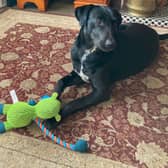 Bella pictured in her new forever home. 