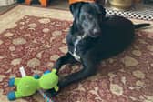 Bella pictured in her new forever home. 