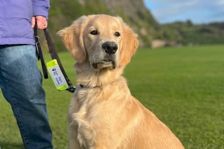 Waldo is a nine-month-old golden retriever who has hit his "teenage years"