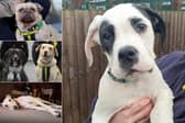 Meet the Dog's Trust Leeds underdogs and superstars looking for love this February.