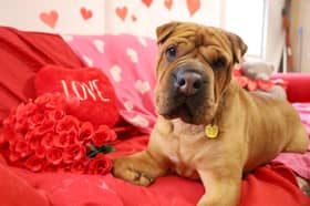 Edie the underdog at Leeds Dogs Trust who is on the search for her forever home after 41 first dates. 