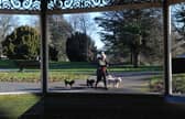 A dog walker enjoys the day of sunshine in Roundhay Park.