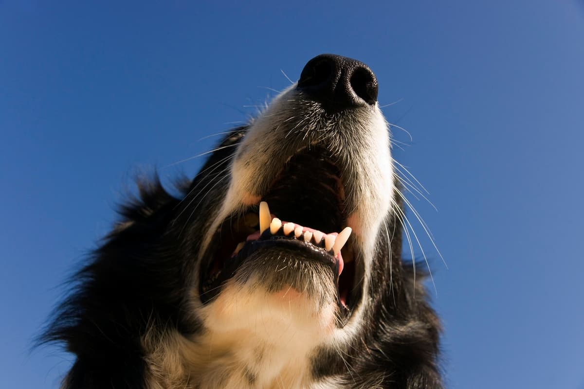 This is how often you should be brushing your dog's teeth every week - ...