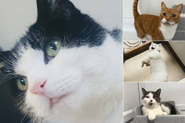 Meet the ‘purr-fect’ new friend ahead of spring by welcoming one of these lovable moggies into your forever home. 